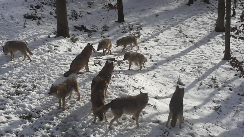 Wildnisresidenz Am Nationalpark